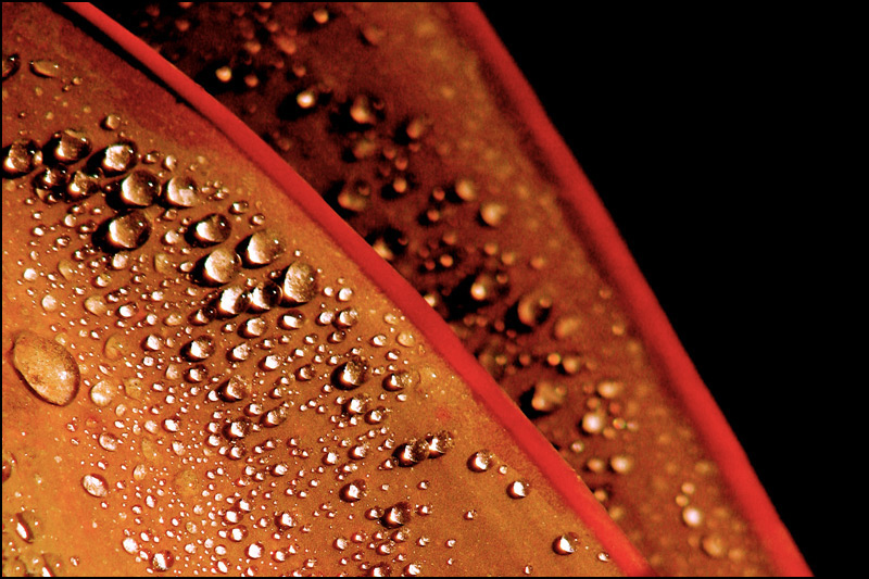 Photography by nowheregirl for DesignCrowd (Community Contests) | Design #9047888