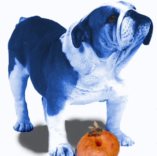 Photoshop Design by Irrwitzer for DesignCrowd (Community Contests) | Design #9051695