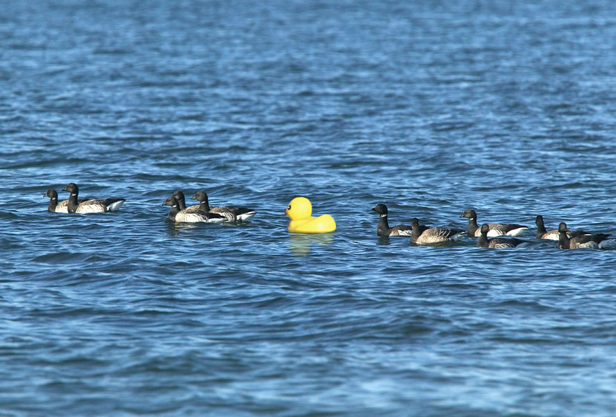 Photoshop Design by mlolsen for DesignCrowd (Community Contests) | Design #9052170