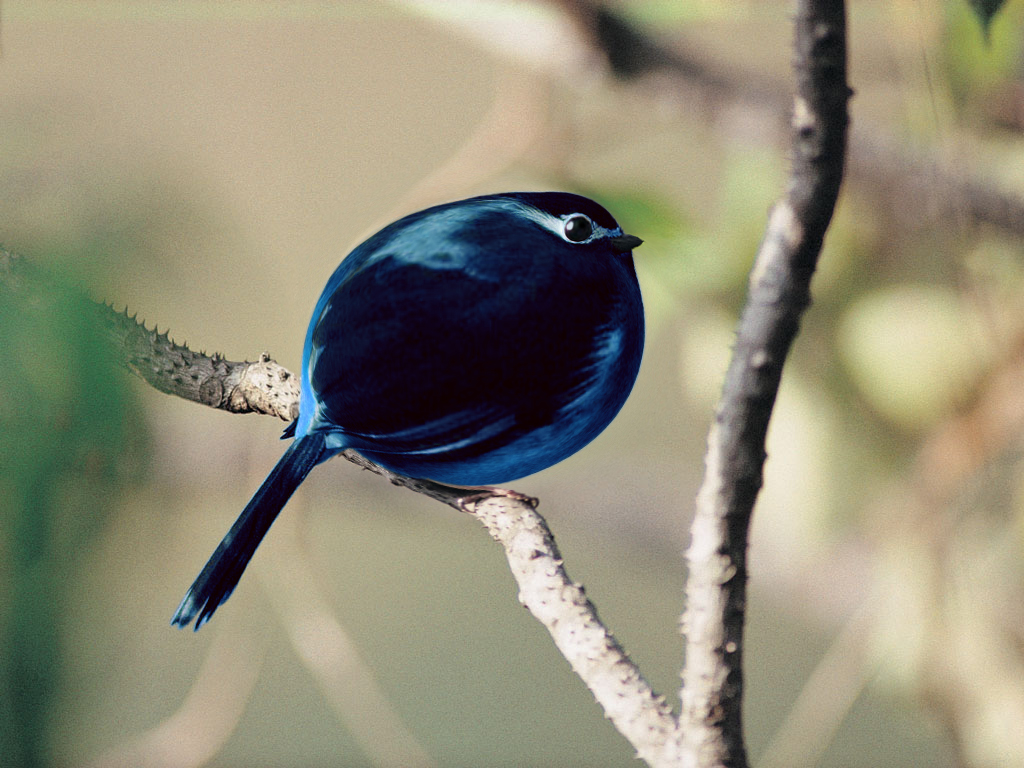 Design Photoshop par mlolsen pour DesignCrowd (Community Contests) | Design #9051715