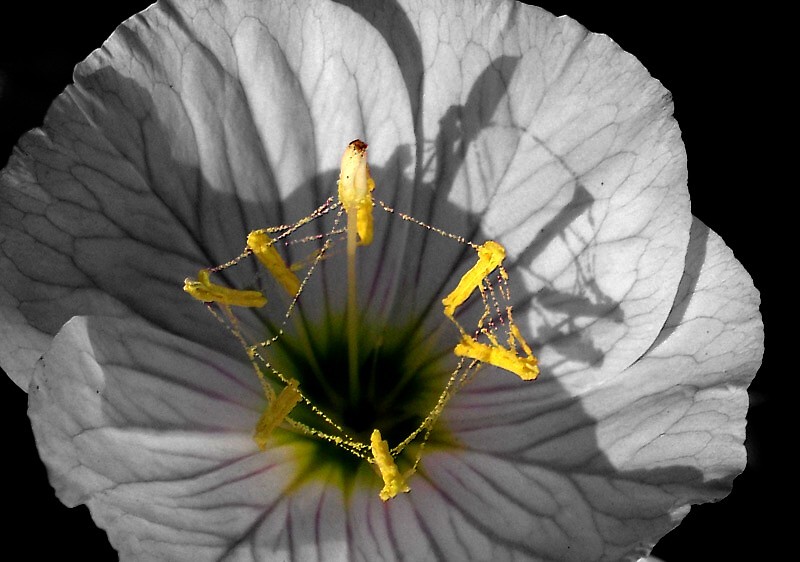 Photographie par Ritu26 pour DesignCrowd (Community Contests) | Design #9051566