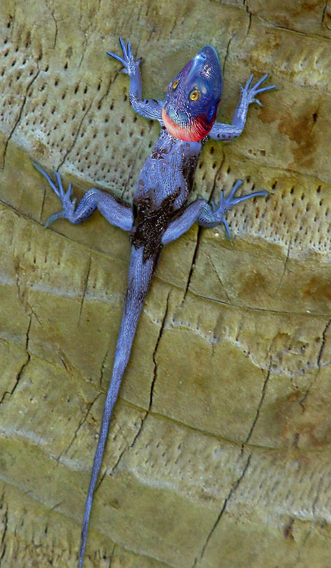 Photoshop Design by aspergerl for DesignCrowd (Community Contests) | Design #9048792