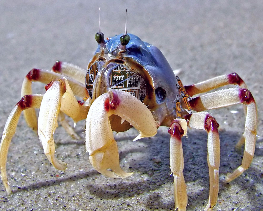 Photoshop Design by ozplasmic for DesignCrowd (Community Contests) | Design #9043958