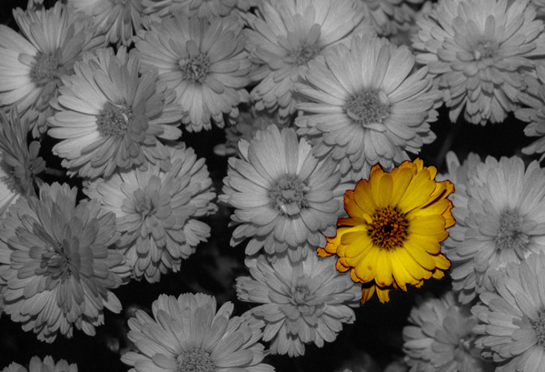 Photography by a16duvall for DesignCrowd (Community Contests) | Design #9051675