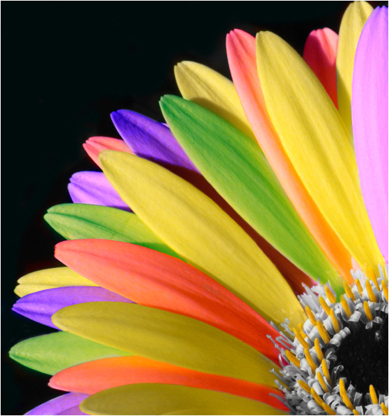 Photography by kimbomac for DesignCrowd (Community Contests) | Design #9051627