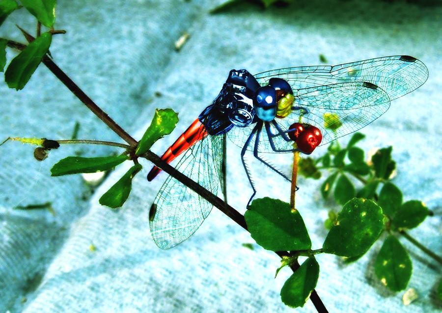 Photoshop Design by bananasfritters for DesignCrowd (Community Contests) | Design #9043972