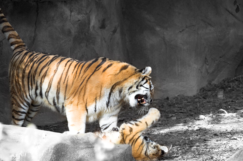 Fotografie von crgnjul für DesignCrowd (Community Contests) | Design #9051579