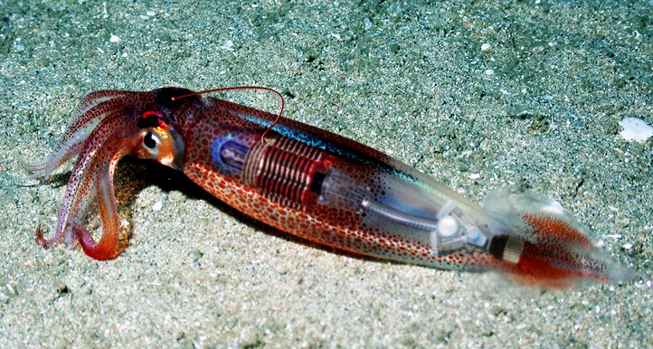 Photoshop Design by dan5677 for DesignCrowd (Community Contests) | Design #9044117