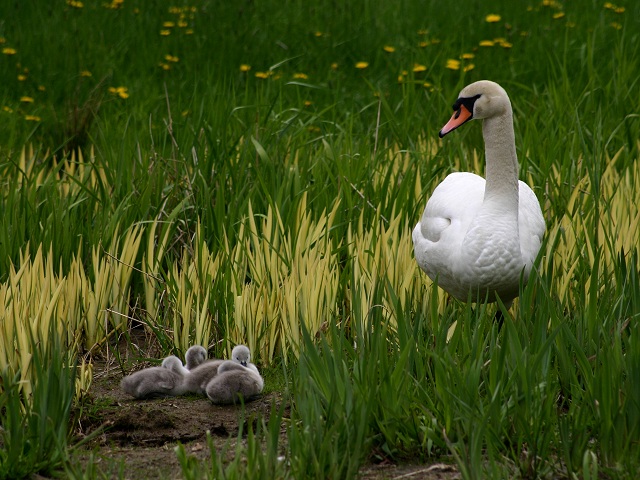 Photographie par KarenC pour DesignCrowd (Community Contests) | Design #9053158