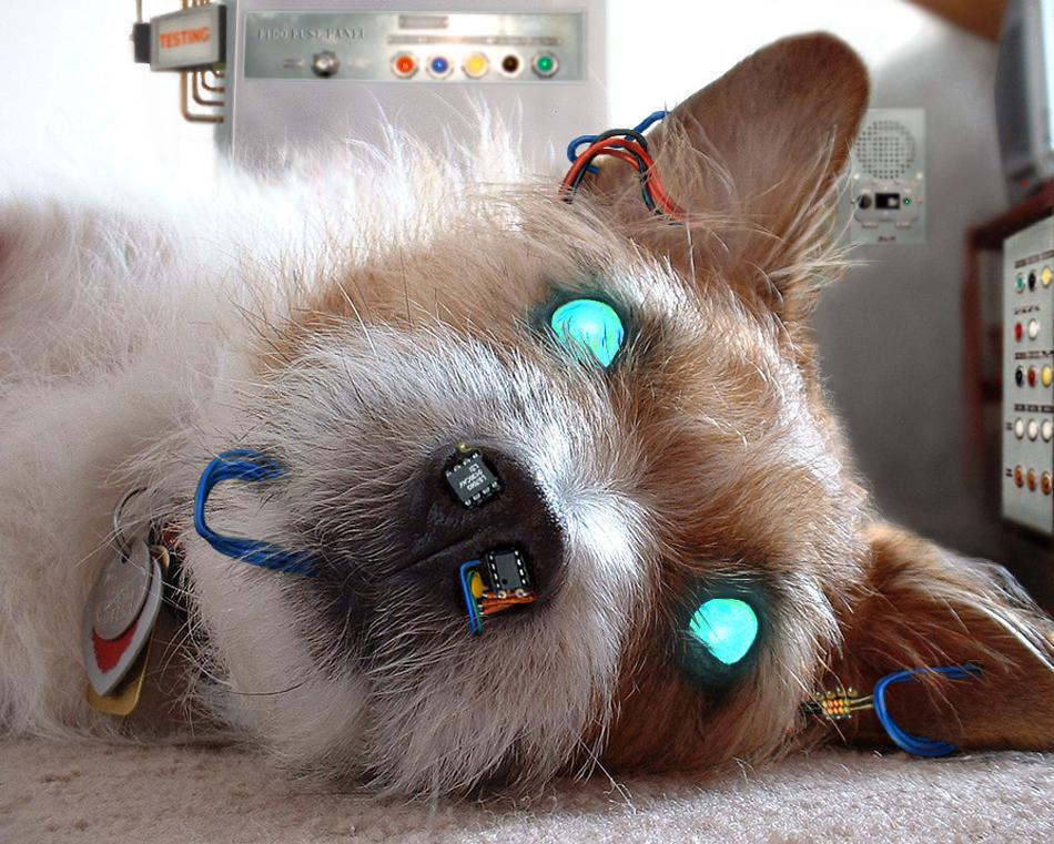 Photoshop Design by sugarcane for DesignCrowd (Community Contests) | Design #9044112