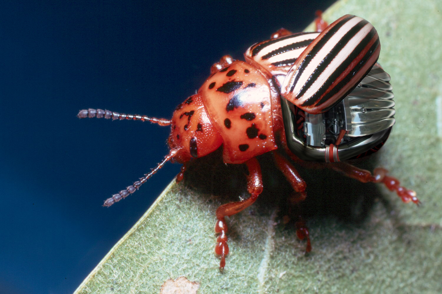 Photoshop Design by kaz666 for DesignCrowd (Community Contests) | Design #9044157