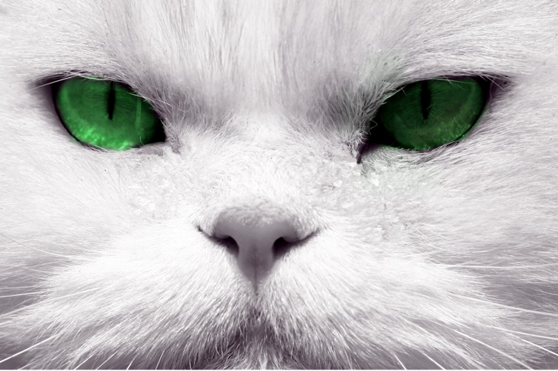 Photography by jodilatham for DesignCrowd (Community Contests) | Design #9051868