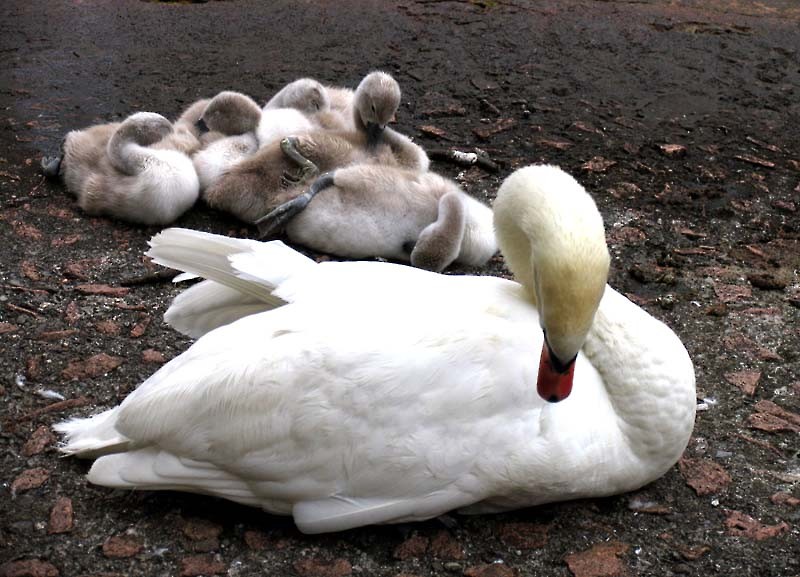 Photographie par Ritu26 pour DesignCrowd (Community Contests) | Design #9053175