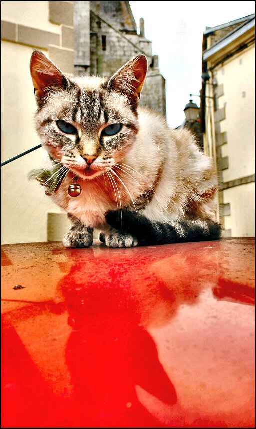 Fotografie von Juicer für DesignCrowd (Community Contests) | Design #9044673