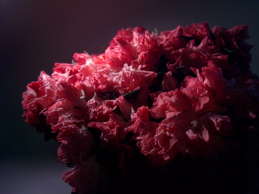 Photography by Reconban for DesignCrowd (Community Contests) | Design #9045079