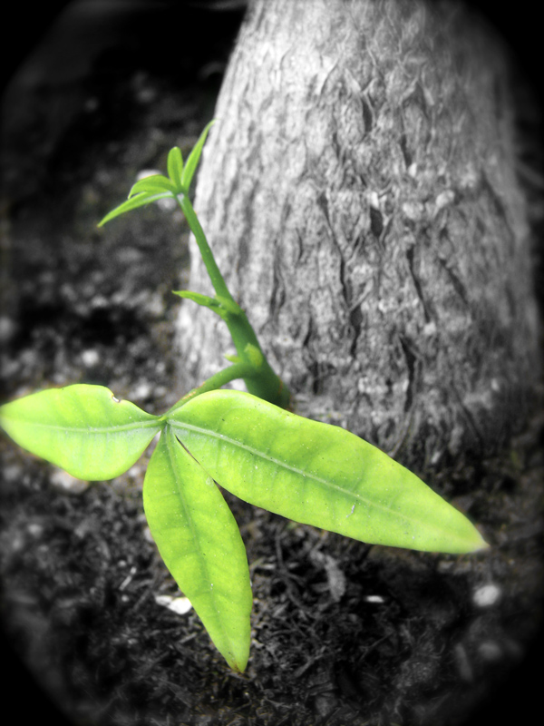 Photography by nowheregirl for DesignCrowd (Community Contests) | Design #9051809