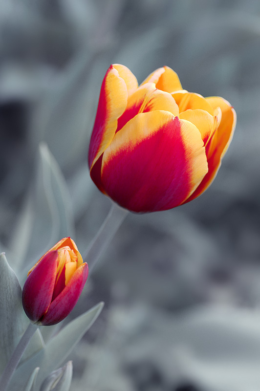 Photography by omerbey for DesignCrowd (Community Contests) | Design #9051721