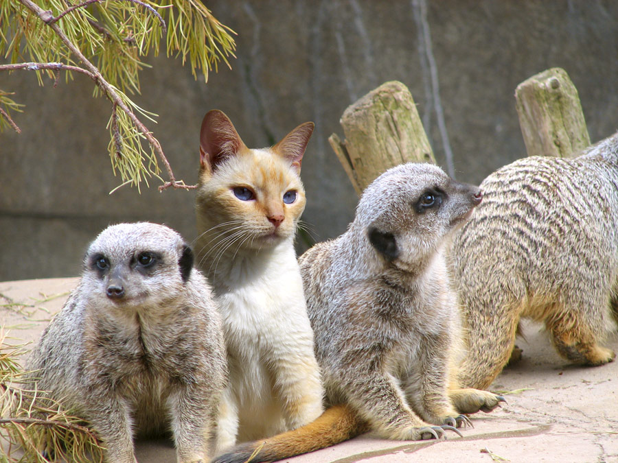 Photoshop Design by benchong for DesignCrowd (Community Contests) | Design #9045445