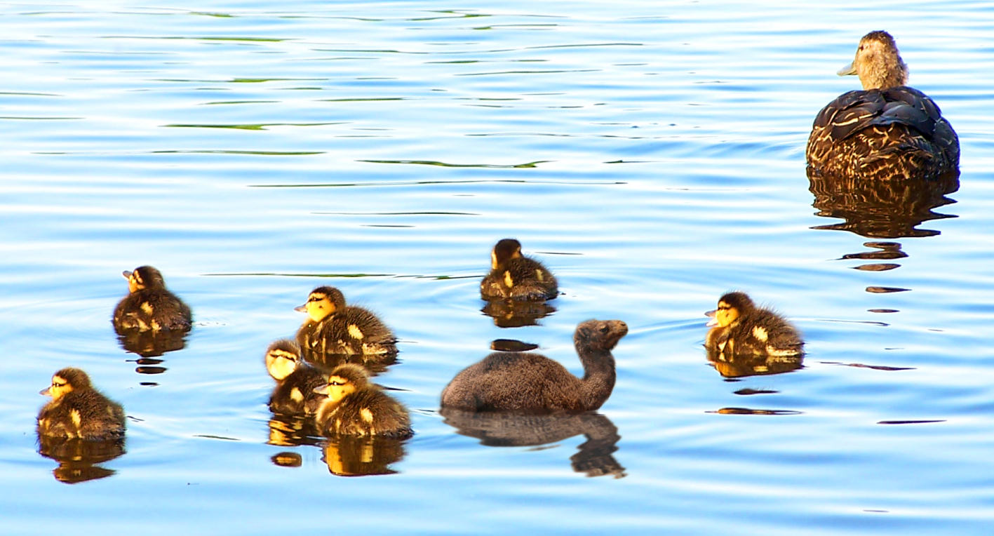 Photoshop Design by BruceLeePSP for DesignCrowd (Community Contests) | Design #9045478