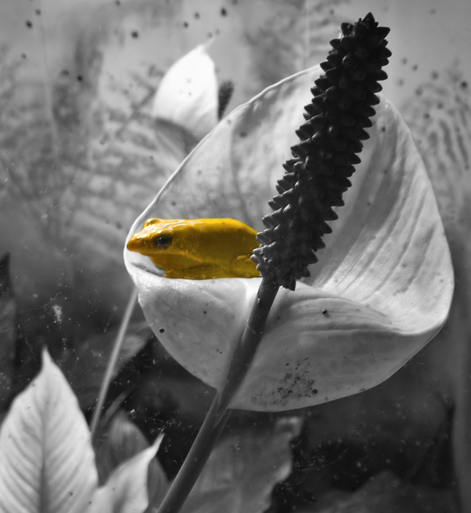 Fotografía por CoolKat85 para DesignCrowd (Community Contests) | Diseño #9051884