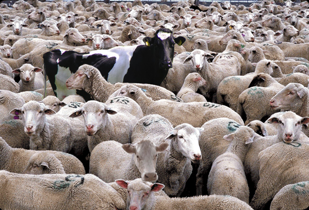 Diseño de Photoshop por dulberf para DesignCrowd (Community Contests) | Diseño #9045582