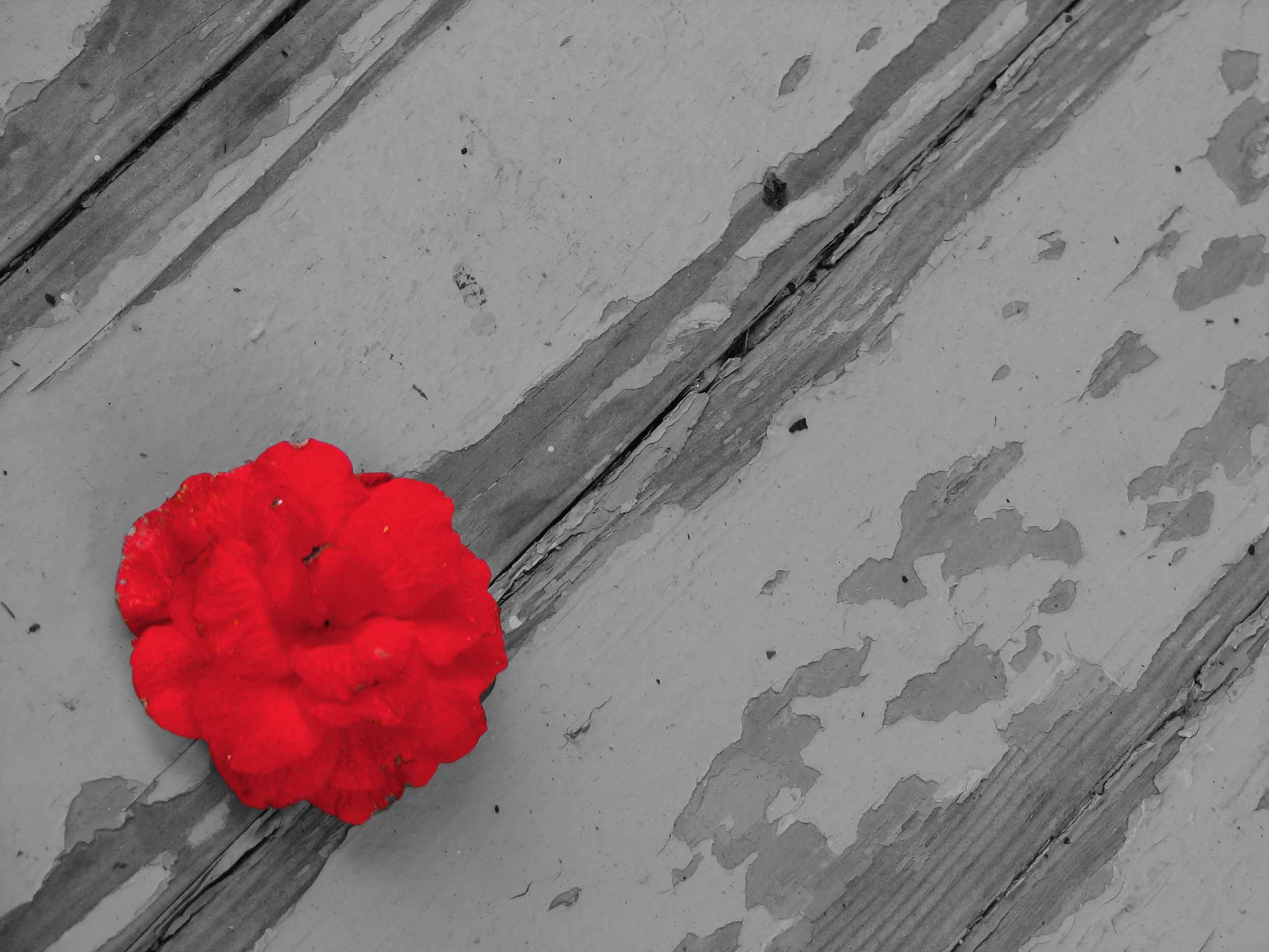 Photography by kathnh for DesignCrowd (Community Contests) | Design #9051903