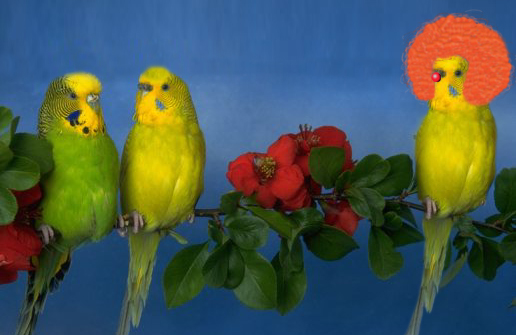 Photoshop Design by pixandfix for DesignCrowd (Community Contests) | Design #9045568