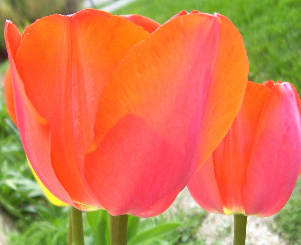 Photography by spincast1123 for DesignCrowd (Community Contests) | Design #9045170