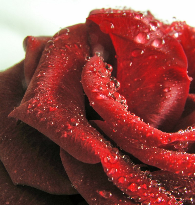 Photographie par mzmzmzmz pour DesignCrowd (Community Contests) | Design #9045151