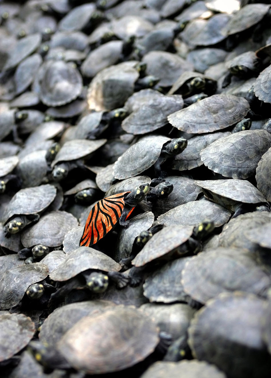 Diseño de Photoshop por GTAPEX para DesignCrowd (Community Contests) | Diseño #9045632