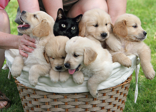 Diseño de Photoshop por boris200 para DesignCrowd (Community Contests) | Diseño #9045675