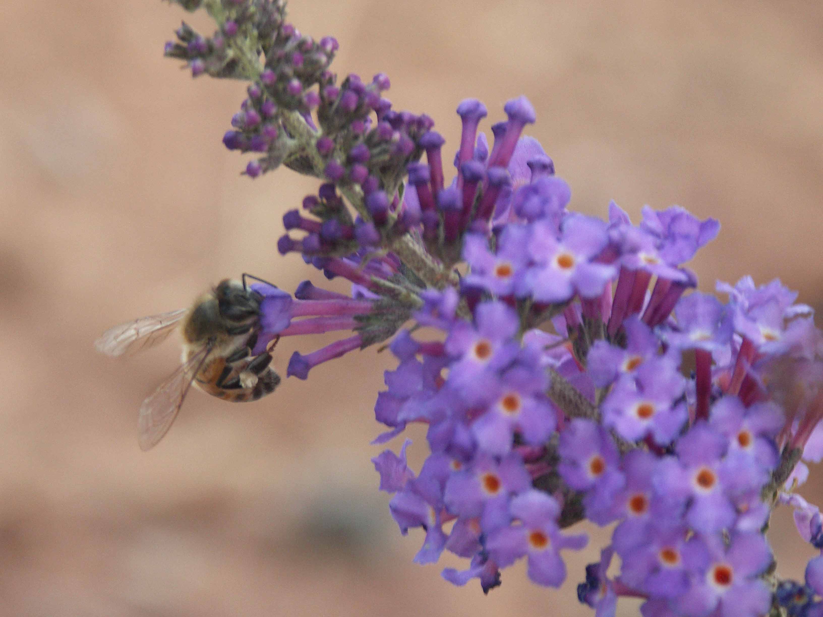 Photography by SpeakingOfAmethyst for DesignCrowd (Community Contests) | Design #9042240