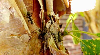 Fotografie von whitegold für DesignCrowd (Community Contests) | Design #9042248