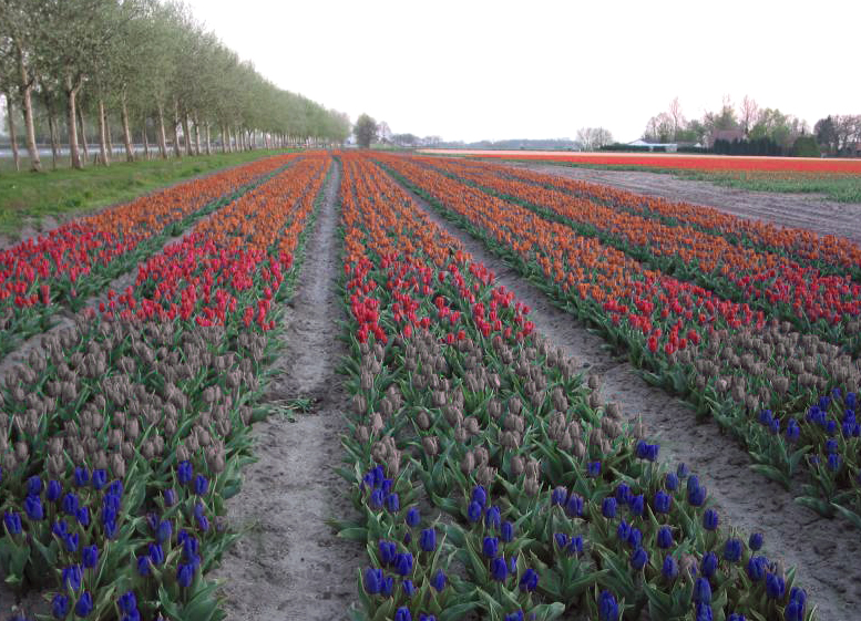 Photoshop Design by krijnvanleeuwen for DesignCrowd (Community Contests) | Design #9049208