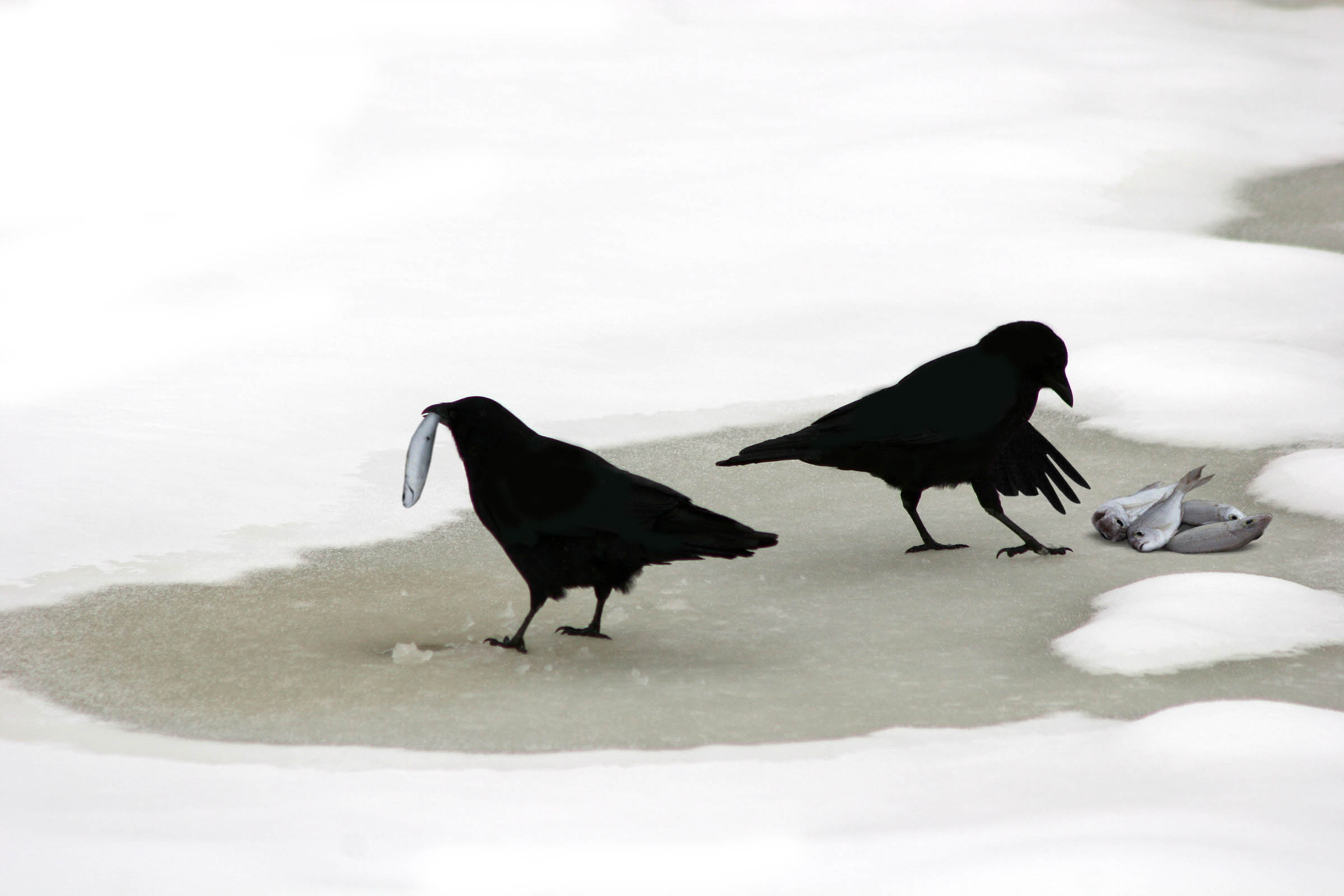 Photoshop Design by Photoshark for DesignCrowd (Community Contests) | Design #9051236