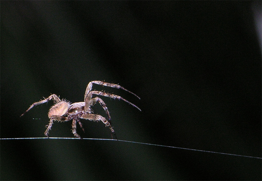 Fotografie von jester11221122 für DesignCrowd (Community Contests) | Design #9042335