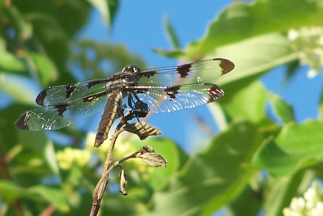 Photographie par ileternaljoker pour DesignCrowd (Community Contests) | Design #9042316