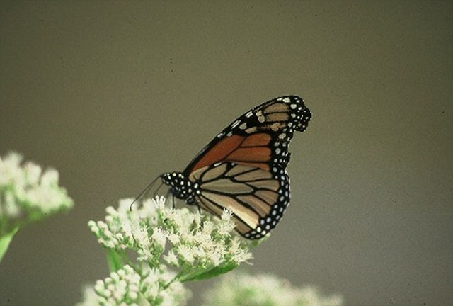 Photography by TexasRose for DesignCrowd (Community Contests) | Design #9042344