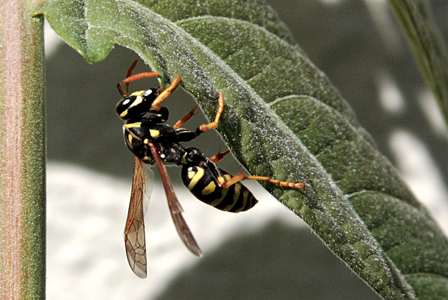 Photographie par drogers pour DesignCrowd (Community Contests) | Design #9042347