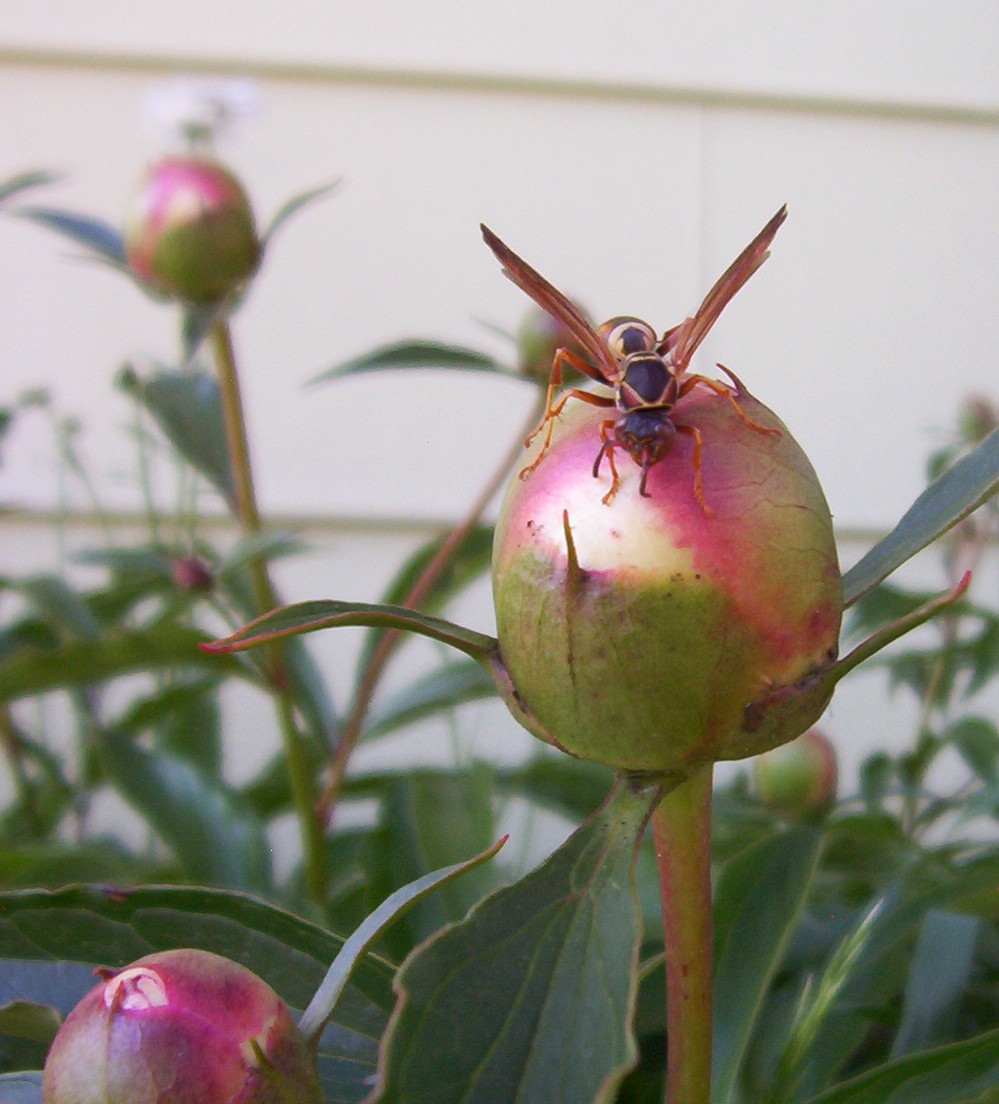 Fotografía por spincast1123 para DesignCrowd (Community Contests) | Diseño #9042321