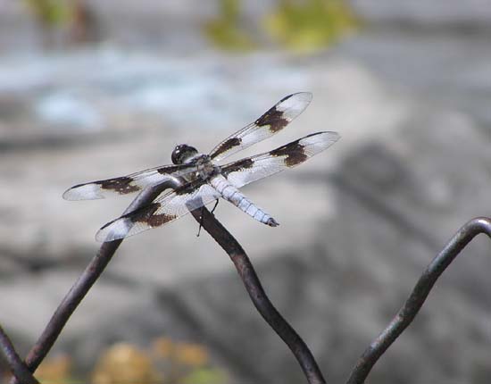 Fotografie von klxner für DesignCrowd (Community Contests) | Design #9042296