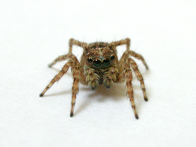 Fotografie von dsa157 für DesignCrowd (Community Contests) | Design #9042368