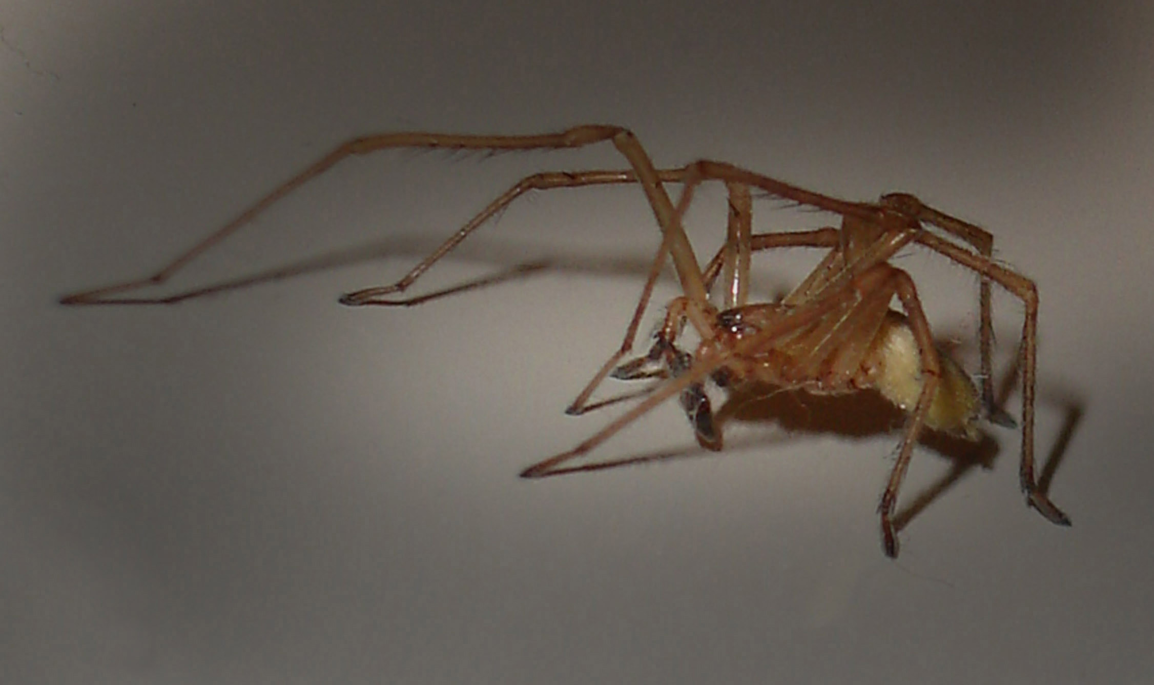 Photography by wannajo for DesignCrowd (Community Contests) | Design #9042416