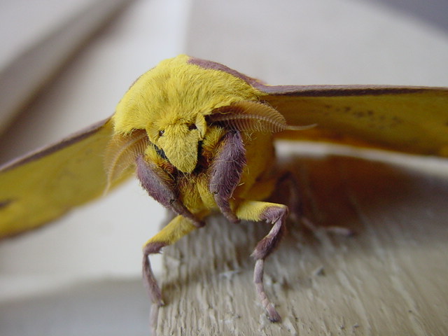 Fotografie von bigbucho für DesignCrowd (Community Contests) | Design #9042364