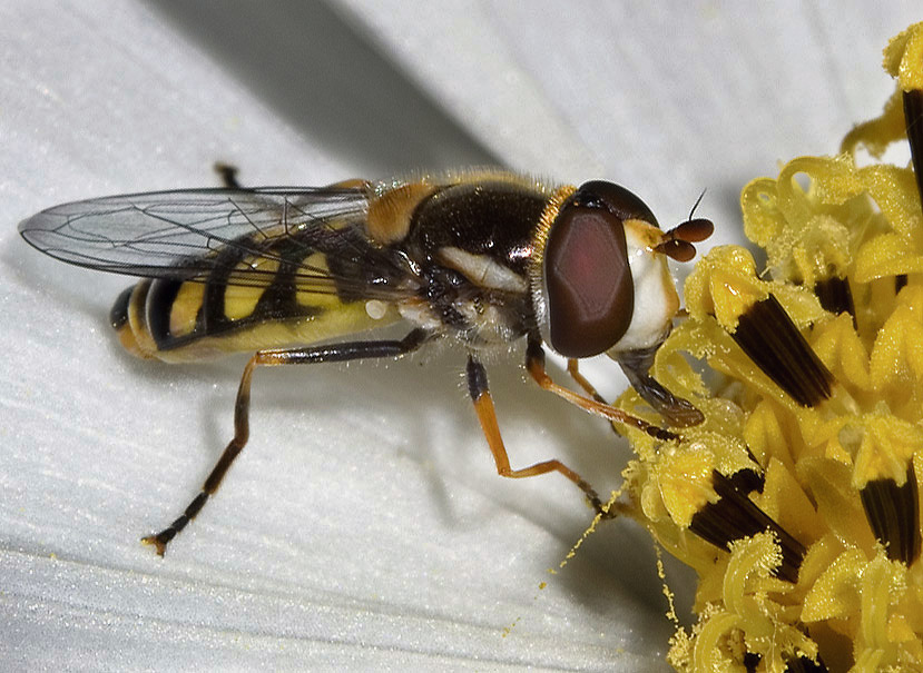 Photographie par smarti77 pour DesignCrowd (Community Contests) | Design #9042431