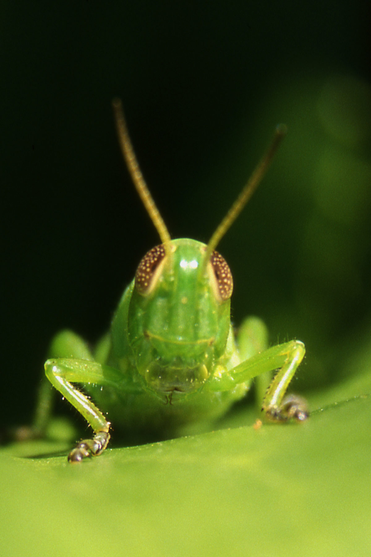 Photographie par lodoiska pour DesignCrowd (Community Contests) | Design #9042448