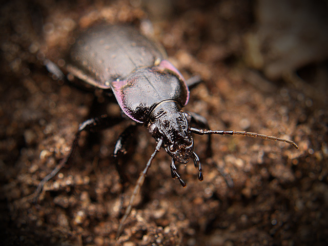 Photography by Kajelund for DesignCrowd (Community Contests) | Design #9042483