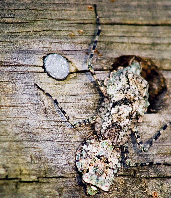 Photography by Scuzem for DesignCrowd (Community Contests) | Design #9042620