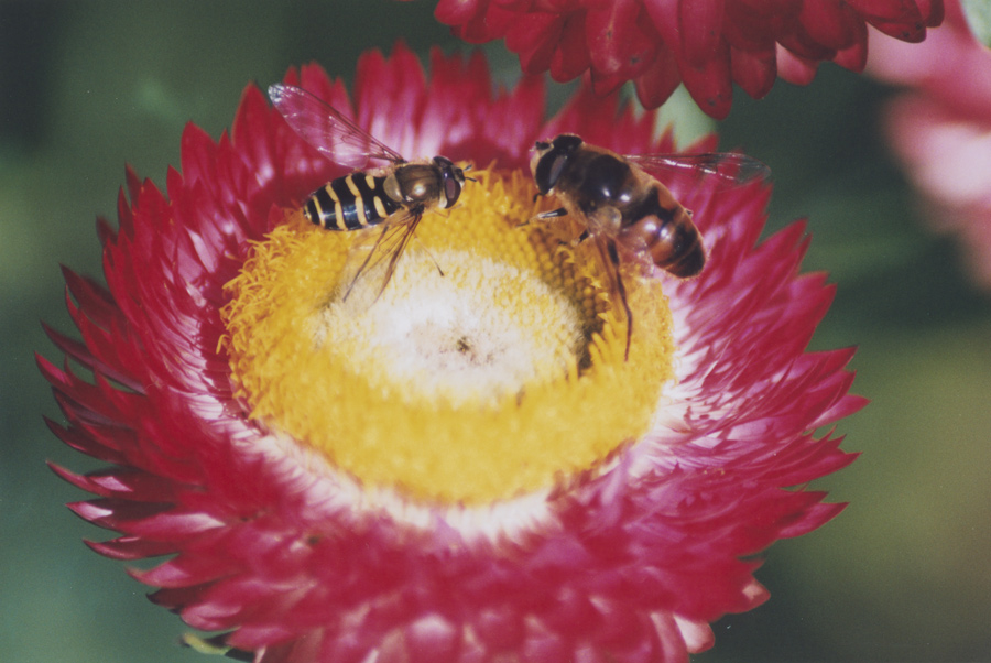 Fotografie von georgethedog für DesignCrowd (Community Contests) | Design #9042650