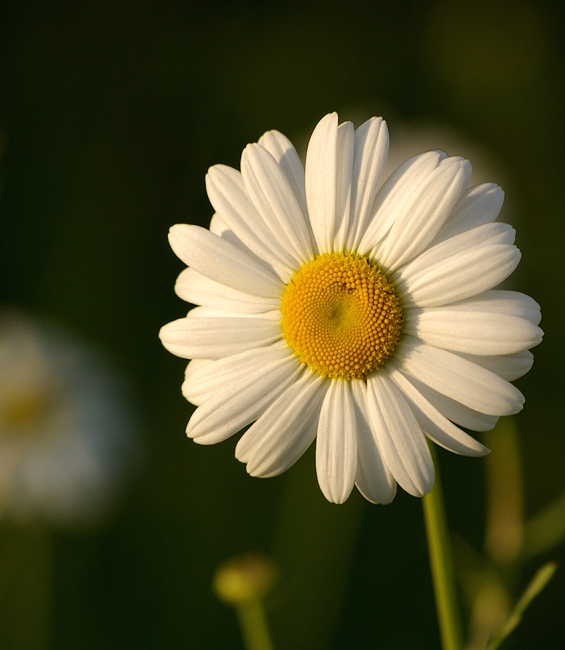 Photographie par Ajudith pour DesignCrowd (Community Contests) | Design #9049763